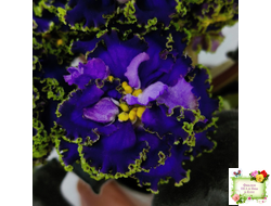 ЕК-Кудри Посейдона (Е.В. Коршунова) 2017 г. (лист посажен 01.11.25)