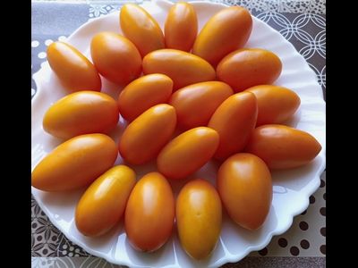 Томат Лисичка