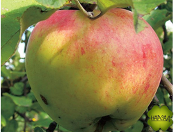 АНТОНОВКА ДЕСЕРТНАЯ (саженец 2 года, полу-карлик)