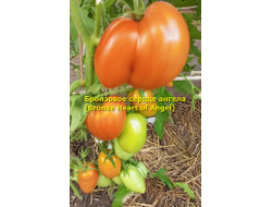 Томат Бронзовое сердце ангела (Bronze heart of Angel)