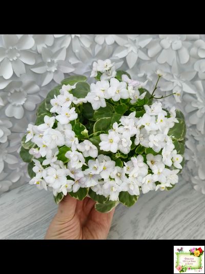 Ва-Банк (Л. Мещерякова) листовая химера (стартер сорт)