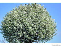 Вишня Убракулифера - Umbraculifera