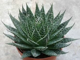 Aloe aristata (Алое остистое)