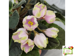 ЛЕ-Ландыши (Е. Лебецкая) 2020 г. (пестролистный лонг)