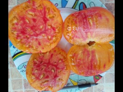 Томат Звездчатый из Беллинзоны (Stellato di Bellinzona)