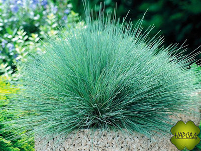 ОВСЯНИЦА СИЗАЯ "ВАРНА"