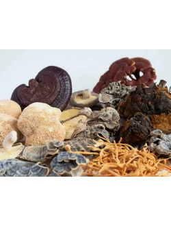 КОМПЛЕКСЫ ГРИБОВ