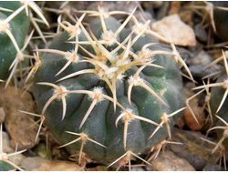 Gymnocalycium riojense v.guasayanense VG-1178 (D=20mm)
