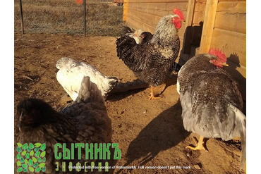 Куры из деревни