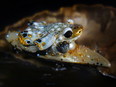 Мини-брошь с жемчугом и крылатой лягушкой "Царская бабочка, Дивная Зоренька"