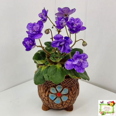 Milady (C.Russell) 01/21/1981 (гёрл-лист)