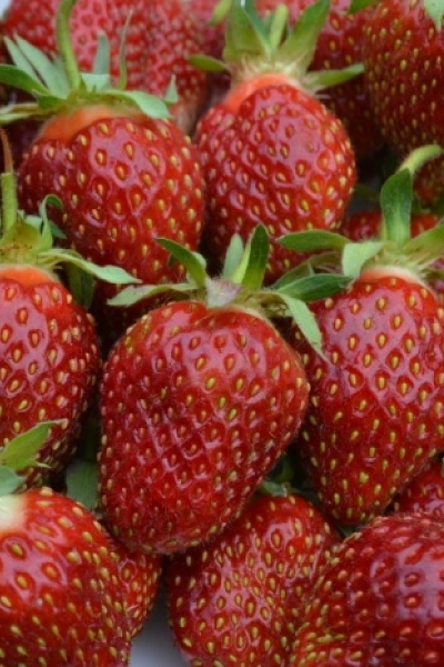 Кокинская ранняя