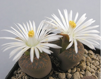 Lithops lesliei v.minor 'Witblom' C006A - 10 семян