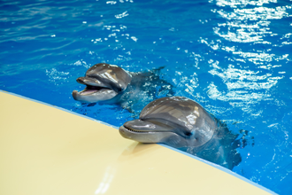 Дельфинарий в парке Ривьера