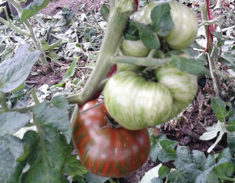 Семена томата Фестиваль Аделаиды Гном