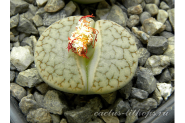 Lithops pseudotruncatella ssp.dendritica С072 (MG-1694)