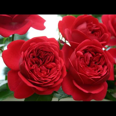 Аут оф Розенхайм (Out of Rosenheim)