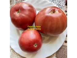 Томат Гари о Сена (Gary'O Sena)