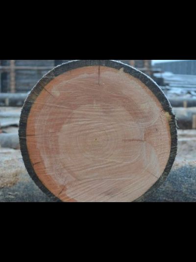 Бревно Кело диаметр 44 см, длина 6 м