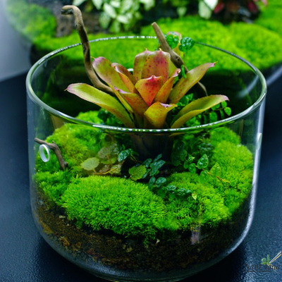 Чаша Лудзи Biolark MY-180 (180мм х 200мм)