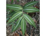 Polygonatum falcatum silver stripe form