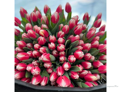 Тюльпан Dutch Design