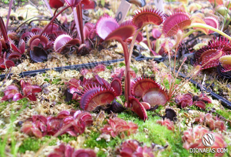 Dionaea muscipula Spotty
