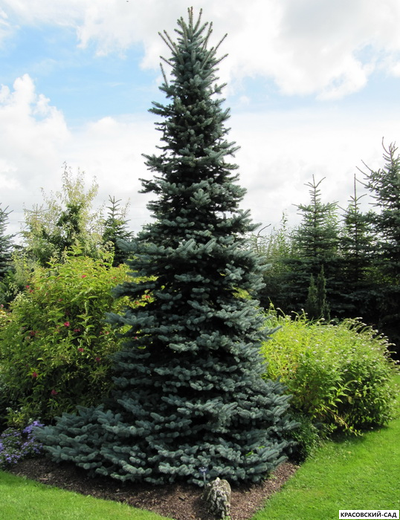Ель колючая Ольденбург