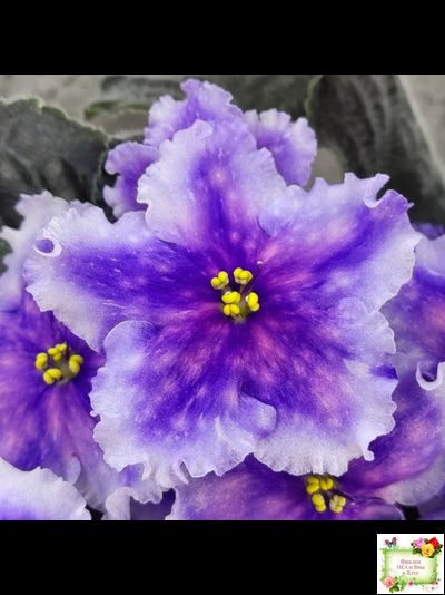 Dn-Огни Бродвея (Д. Денисенко) 2020 г.