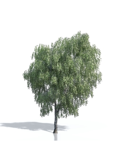 Billboards Дерево летнее_19