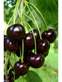 Вишня Ленинградская чёрная