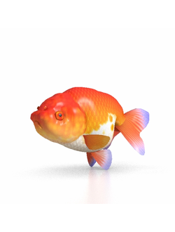 рыбы Золотая рыбка ранчу