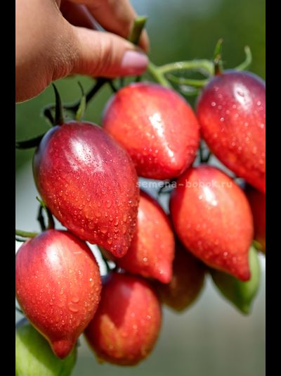 Томат Загадка Клубничного Водопада