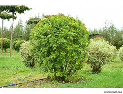 Топиар Ирга Канадская в форме шара