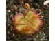 Drosera  "Dielsiana"