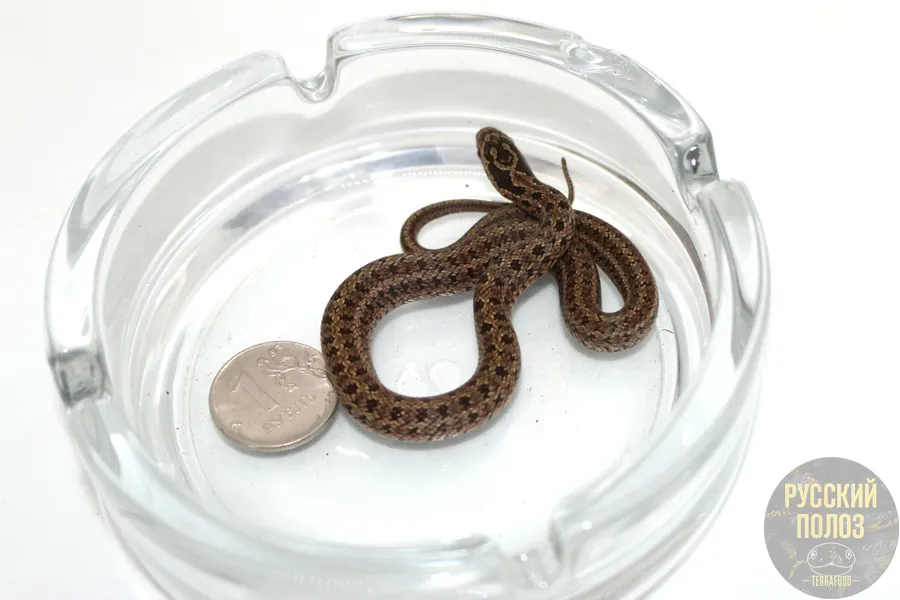 Полоз Маисовый, Pantherophis guttatus