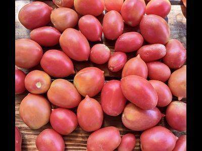 Томат Анастасия Ушакова