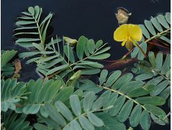 Ложная мимоза (Aeschynomene fluitans)