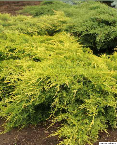 Можжевельник средний Олд Голд - Old Gold