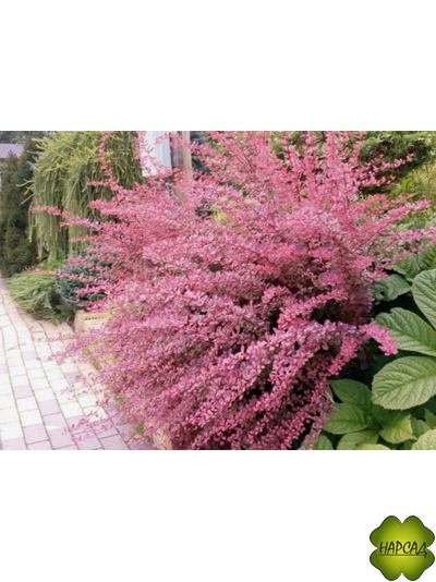 БАРБАРИС ПИНК БЁРД ТУНБЕРГА