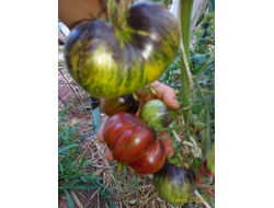 Томат Rebel Starfighter Prime (Мятежный звездный истребитель)