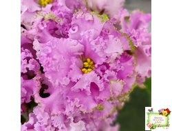 НД-Розовая Скумпия (Н. Данилова-Суворова) 2022 г.