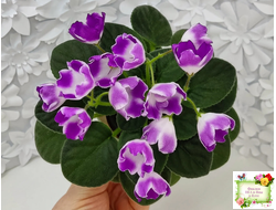 SimSim Magic Bells (Alex Mayer) (лист посажен 07.10.25)