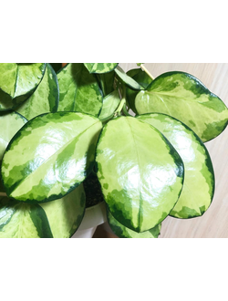Hoya Australis Lisa