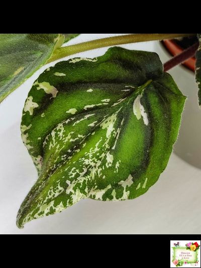 LV-БИГ (Л. Шевелева) 2024 г. трейлер (пасынок сорт посажен 15.08.25)