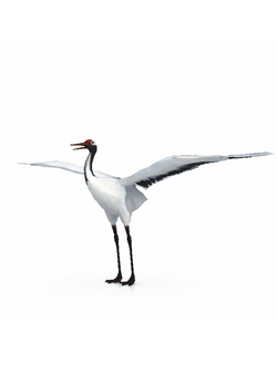 птицы Журавль 2