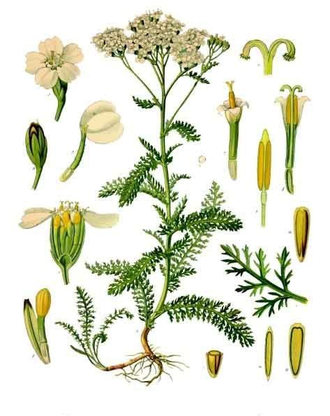 Тысячелистник (Achillea millefolium) 2 г - 100% натуральное эфирное масло