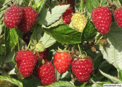 Малина Таганка ремонтантная