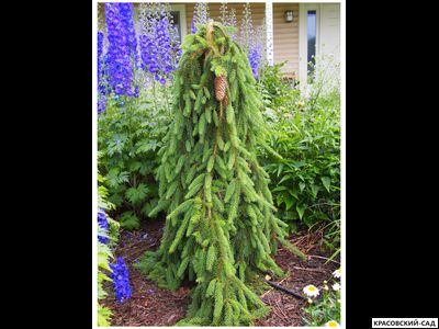 Ель Инверса - Inversa