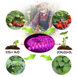 Фито лента для выращивания растений 1м Оптом